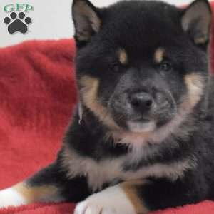 Flannel, Shiba Inu Puppy