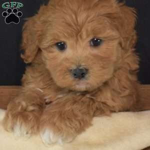 Flannel, Maltipoo Puppy