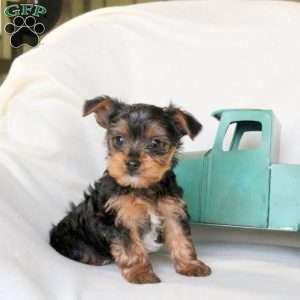 Flash, Yorkie Puppy