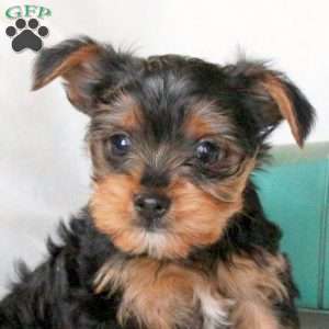 Flash, Yorkie Puppy