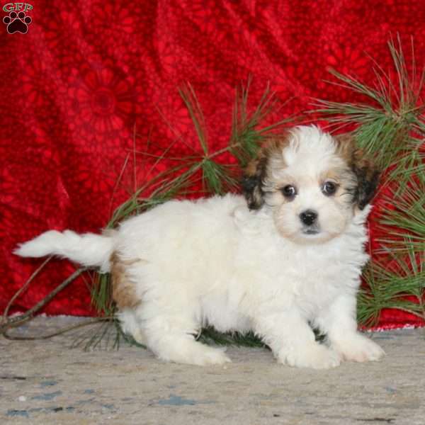 Flash, Teddy Bear Puppy