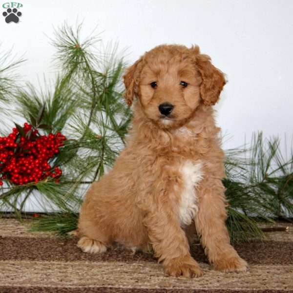 Flash, Mini Goldendoodle Puppy