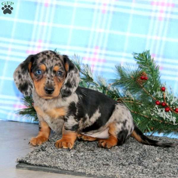 Flash-Mini, Dachshund Puppy