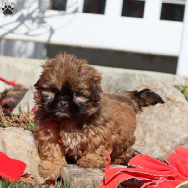 Flash, Shih Tzu Puppy