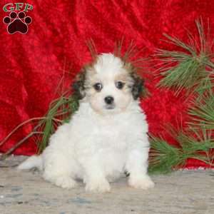 Flash, Teddy Bear Puppy