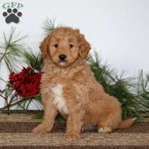 Flash, Mini Goldendoodle Puppy