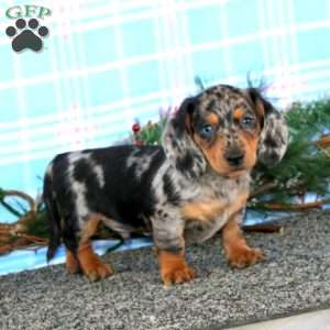 Flash-Mini, Dachshund Puppy