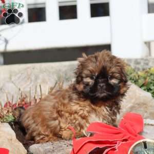 Flash, Shih Tzu Puppy