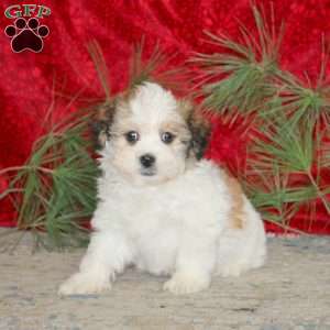 Flash, Teddy Bear Puppy