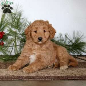 Flash, Mini Goldendoodle Puppy