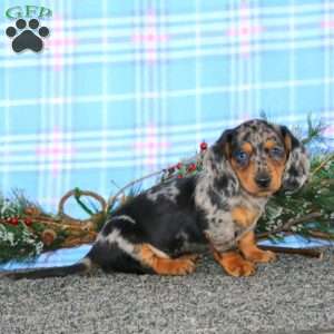 Flash-Mini, Dachshund Puppy