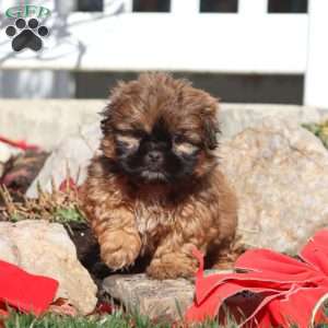 Flash, Shih Tzu Puppy