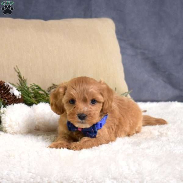 Fleece, Cavapoo Puppy