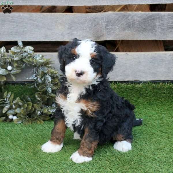 Fleece, Mini Bernedoodle Puppy