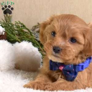 Fleece, Cavapoo Puppy