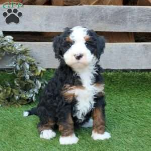 Fleece, Mini Bernedoodle Puppy