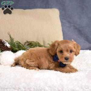 Fleece, Cavapoo Puppy