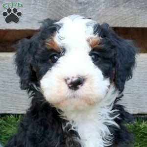 Fleece, Mini Bernedoodle Puppy
