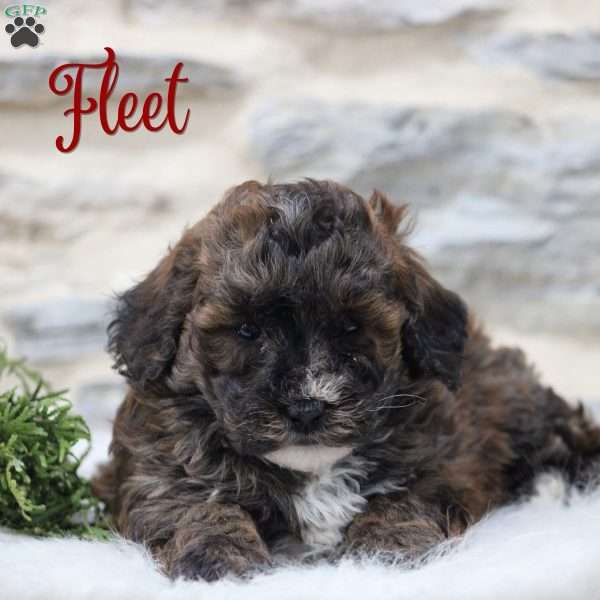 Fleet, Toy Poodle Mix Puppy