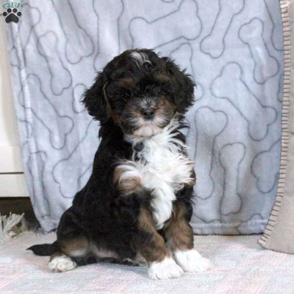 Fletcher, Cavapoo Puppy
