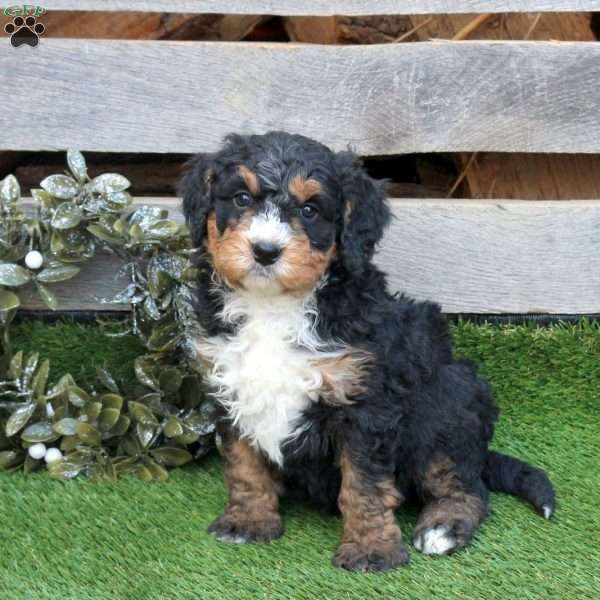 Fletcher, Mini Bernedoodle Puppy