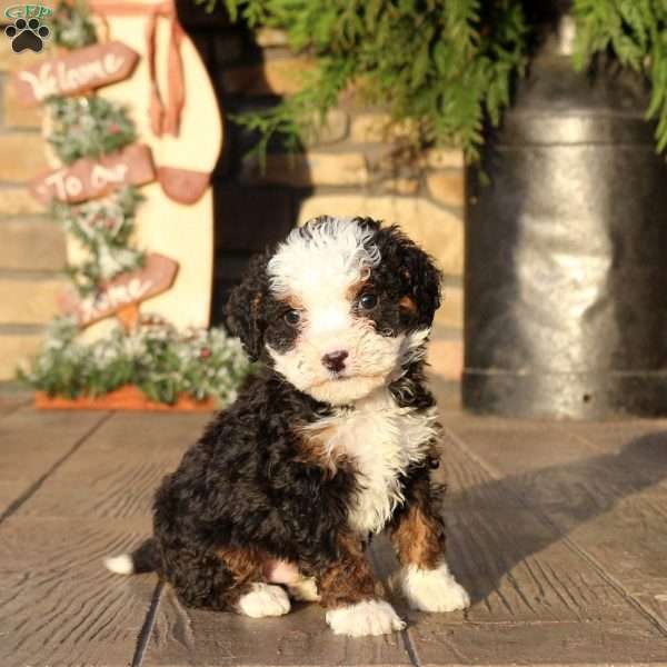 Fletcher, Mini Bernedoodle Puppy
