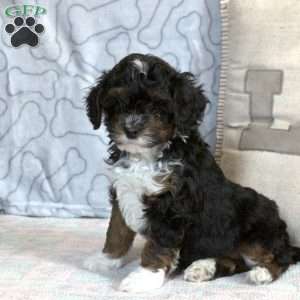Fletcher, Cavapoo Puppy