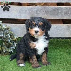 Fletcher, Mini Bernedoodle Puppy
