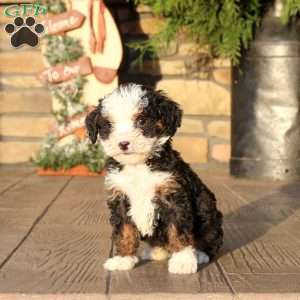 Fletcher, Mini Bernedoodle Puppy