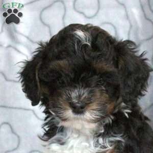 Fletcher, Cavapoo Puppy