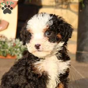 Fletcher, Mini Bernedoodle Puppy