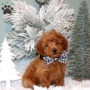 Fletcher, Maltipoo Puppy