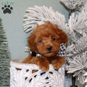 Fletcher, Maltipoo Puppy