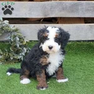 Flick, Mini Bernedoodle Puppy