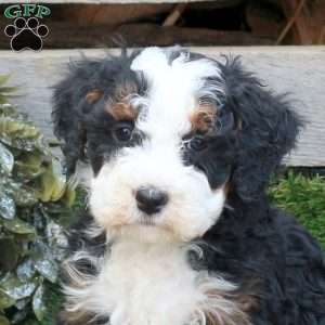 Flick, Mini Bernedoodle Puppy