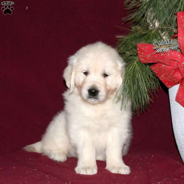 Flicker, English Cream Golden Retriever Puppy