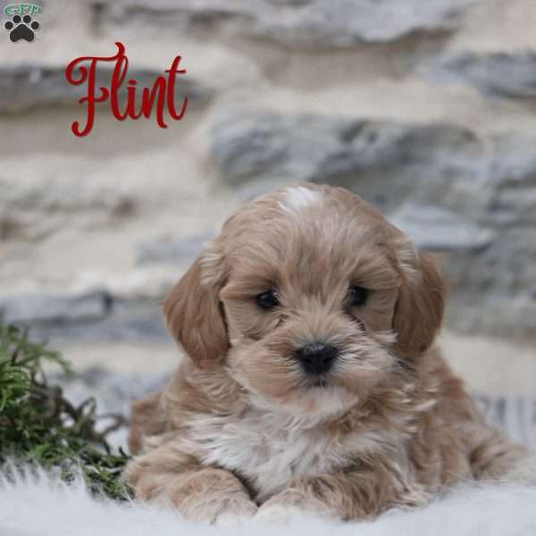 Flint, Toy Poodle Mix Puppy