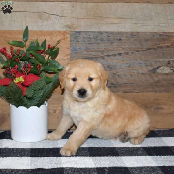Freddy, Golden Retriever Puppy