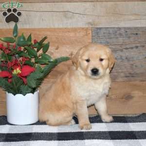 Freddy, Golden Retriever Puppy