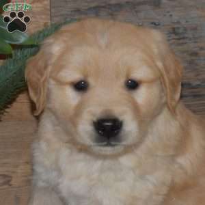 Freddy, Golden Retriever Puppy