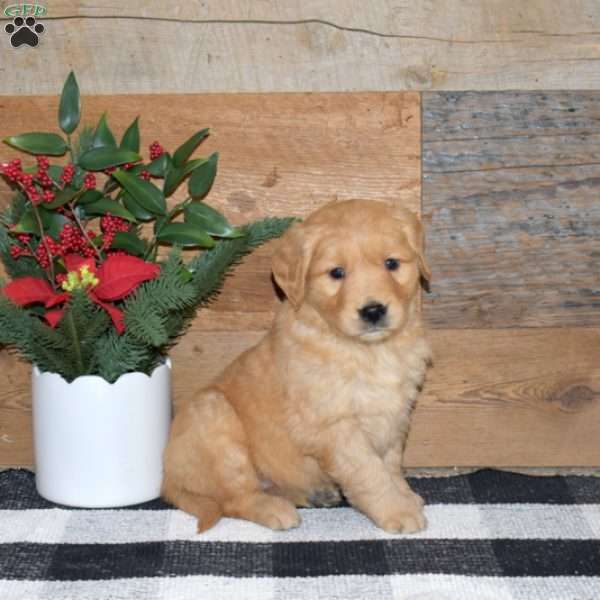 Flo, Golden Retriever Puppy