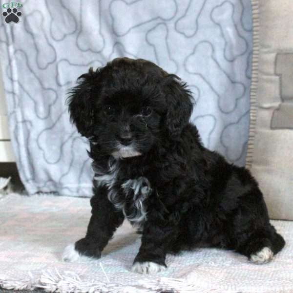 Flora, Cavapoo Puppy