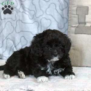 Flora, Cavapoo Puppy