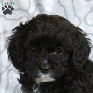 Flora, Cavapoo Puppy