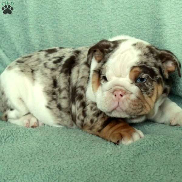 Florence, English Bulldog Puppy