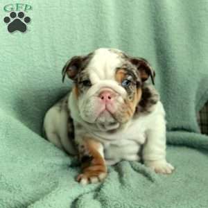 Florence, English Bulldog Puppy
