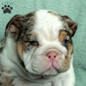 Florence, English Bulldog Puppy