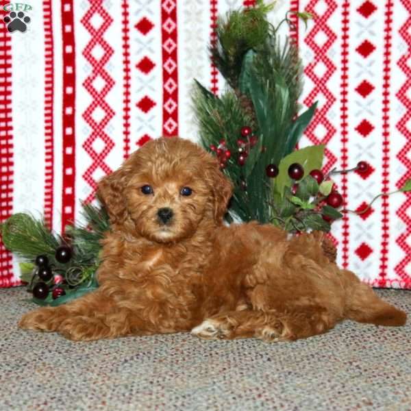 Flori, Cockapoo Puppy