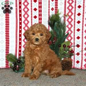 Flori, Cockapoo Puppy