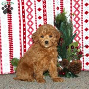 Flori, Cockapoo Puppy